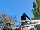 В Мелитополе спасатели помогли снять с дерева котёнка