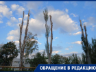 «Сплошной пиар вместо озеленения»: мелитопольцы забили тревогу из-за вырубки здоровых деревьев под видом благоустройства