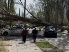Дерево рухнуло на машины на улице Казарцева в Мелитополе
