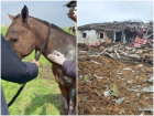 Глава Федерации конного спорта раскрыла состояние лошадей, выживших после удара ВСУ по Акимовке