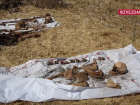 В Запорожской области подняли останки 12 красноармейцев 
