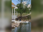 Подростки до смерти забили черепаху камнями в запорожском парке