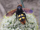 Самую большую осу Европы с пугающим обликом заметили под Запорожьем