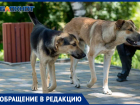 Жители Днепрорудного сообщили о нашествии бездомных собак в городе