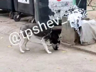 Сцена жёсткой расправы с участием хаски попала на видео в Запорожье