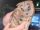 Предельно мимимишечная история с маленьким совёнком случилась в Запорожье