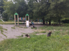 Стая бродячих собак напала на трёх детей в Запорожье