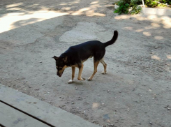  Госдума запретит брать животных в магазины Запорожья