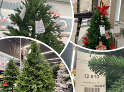 Цена праздника: во сколько обойдется новогодняя ель в Мелитополе в 2025 году