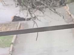 Потерявшую равновесие посреди дороги женщину обсмеяли на видео в Мелитополе