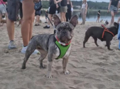 Появилось видео вечеринки с бульдогами на берегу Днепра в Запорожье