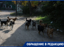 «Дети боятся ездить в школу»: стаи бродячих собак кошмарят жителей Васильевского района