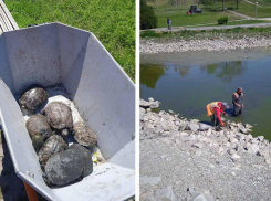 В Запорожье спасли красноухих черепах из обмелевшего пруда