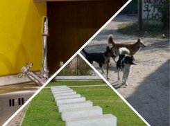 Новости Запорожья: бродячие собаки кошмарят жителей Днепрорудного, отключение воды в Михайловке и начало подготовки ко Дню Победы