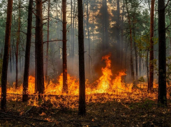 Чрезвычайная пожарная опасность ожидается в Запорожской области 