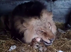 Появились кадры с раненым после атаки ВСУ львом Нео в Васильевском зоопарке