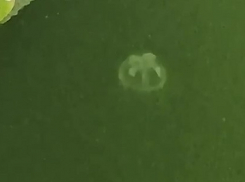 Запорожцы показали на видео внезапно появившихся в Днепре морских медуз 