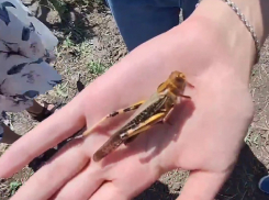 В Запорожье отменили введённый из-за нашествия саранчи карантин