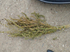 50 граммов наркотиков нашли в доме у жителя Запорожской области 