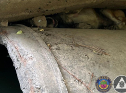 В Запорожье спасли собаку, застрявшую между бетонными трубами