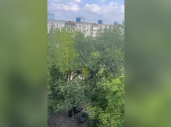 «По нему психушка плачет»: украинцу привиделся Путин в Запорожье