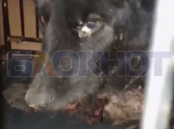 Неравнодушные мелитопольцы спасли бездомную собаку с травмой рта