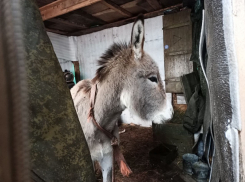 Боевые ослы в зоне СВО: как животные помогают российским бойцам