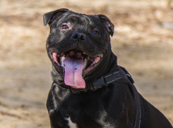Запорожских собаководов могут обязать убирать за питомцами в подъездах