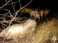 Спасатели вытащили из огня 13 свиней и 8 поросят в Запорожской области