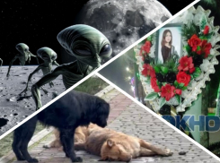 Новости Запорожья: пришельцы летят на луну, массовая травля собак и состояние могилы Лизы Мелиховой