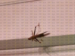 Стало известно, откуда пришло нашествие саранчи в Запорожскую область