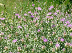 В Запорожской области ввели карантин из-за ядовитого сорняка