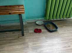 Есть даже лоток и собственная миска: кошка поселилась в мелитопольской школе №25