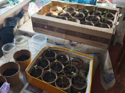 Житель Мелитополя устроил у себя дома наркоплантацию и попал под дело