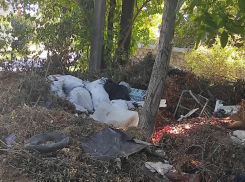 “Как так можно”: жители частного сектора в Запорожье устроили жуткую свалку