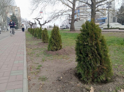 В Мелитополе высадили хвойные деревья к 80-летию Великой Победы