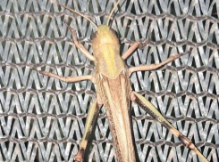 Запорожскую область атаковала саранча