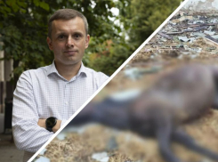 Новости СВО: НАТО не вступится, если РФ ударит по Балтике, Киев начал войну с лошадьми в Запорожье