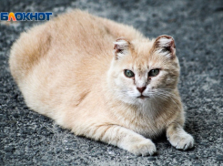 Ветеринарный центр запустил Telegram-бот для сбора информации о бездомных животных в Запорожской области