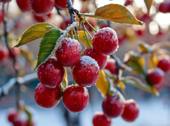 Как апрельские заморозки до -4 градусов повлияют на запорожский урожай