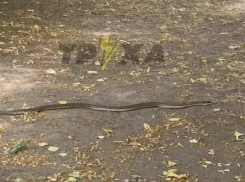 Полутораметровую агрессивную змею встретили в Запорожье