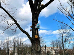 Более 10 скворечников установили на набережной в Приморске 