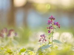 Столбики термометров покажут аномально высокую температуру в Запорожской области