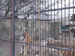 Балицкий показал, как восстанавливают зоопарк в Васильевке после удара ВСУ