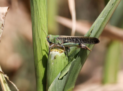 Названа причина нашествия саранчи в Запорожской области