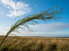 МЧС предупредило запорожцев об усилении ветра 13 марта