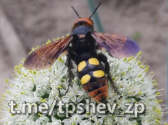 Самую большую осу Европы с пугающим обликом заметили под Запорожьем