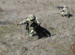 Саперы обезвредили более 2000 замаскированных взрывчаток за месяц в Запорожской области