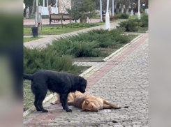 Жители забили тревогу из-за массовой травли собак в Приморске