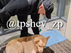 Охранник супермаркета выгнал на улицу замерзшую собаку в Запорожье